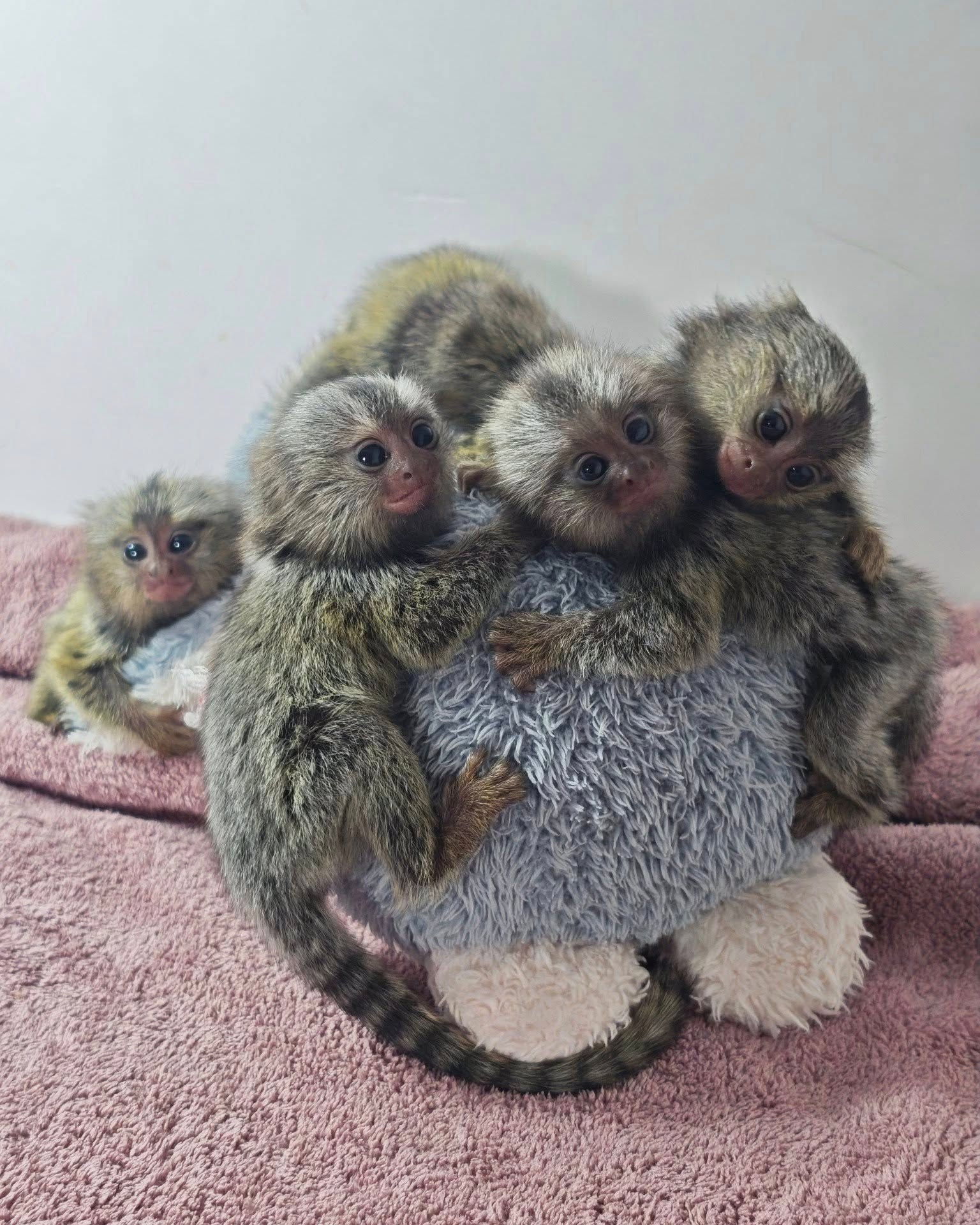 marmoset monkeyss