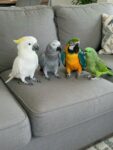 Parrots