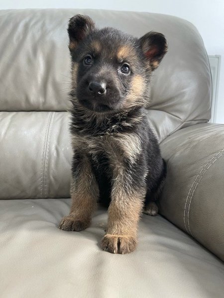 german-shepherd-puppies-for-sale-3